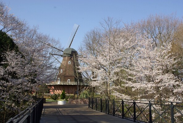 シンボルの風車を彩る桜（画像提供：公益財団法人船橋市公園協会）