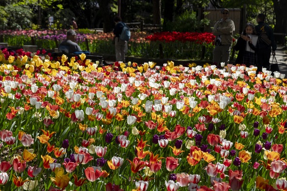 春の「横浜公園」