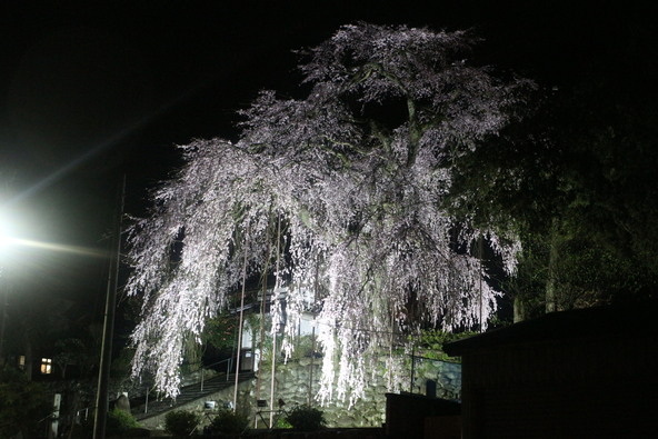 夜間ライトアップ時画像