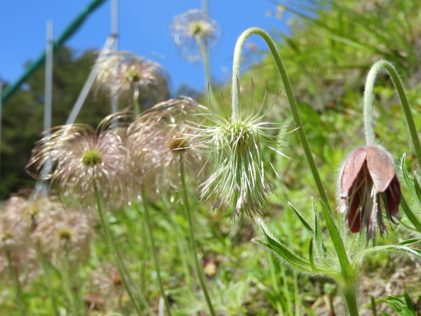 別宮のオキナグサ　4月下旬から暗赤紫色の幻想的な花が咲きます。咲き終わると綿毛になり、その様がおじいさんの髭を思わせるので「翁草」と言われるそうです。