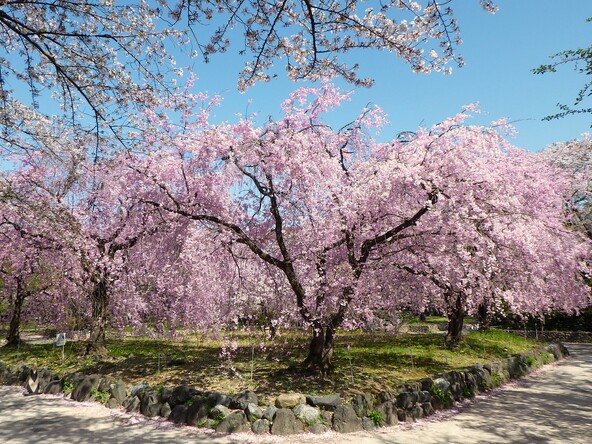 風情あふれるしだれ桜も見どころのひとつです