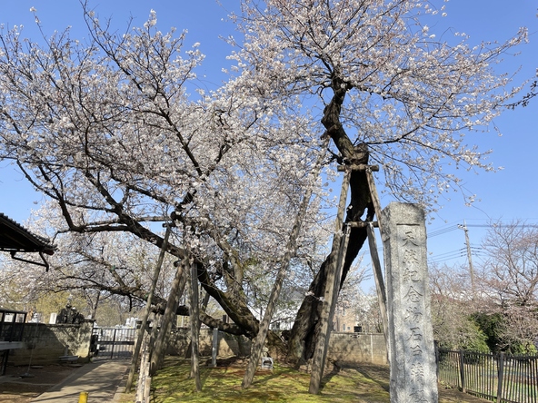 提供：北本市