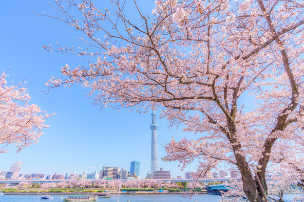 東京スカイツリーと桜がコラボ（画像提供：aki / PIXTA）