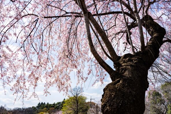 画像提供：練馬区