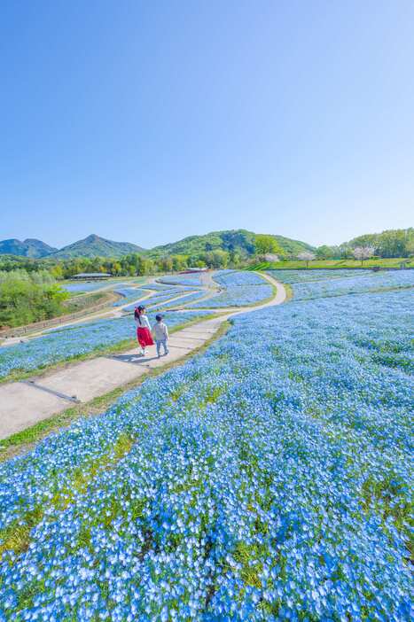 春らんまんフェスタ2026 | 春の花々がリレーのように次々と 10万本の