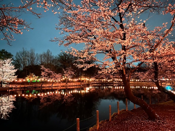 太田ヶ谷沼の水面に提灯が映りこむ様子は見応えがあります
