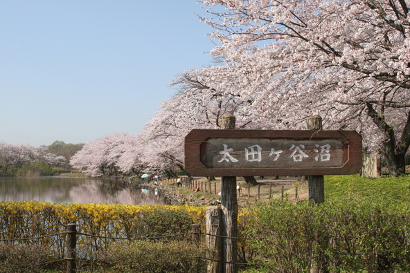 太田ヶ谷沼はヘラブナ釣りでも知られています