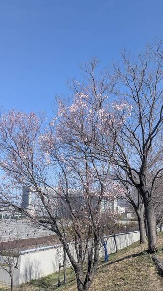 2026年3月17日の様子（狭山池北堤）