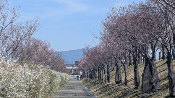 2026年3月17日の様子（大阪府立狭山池博物館前）