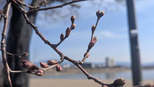 2026年3月17日の様子（狭山池北堤の標本木）