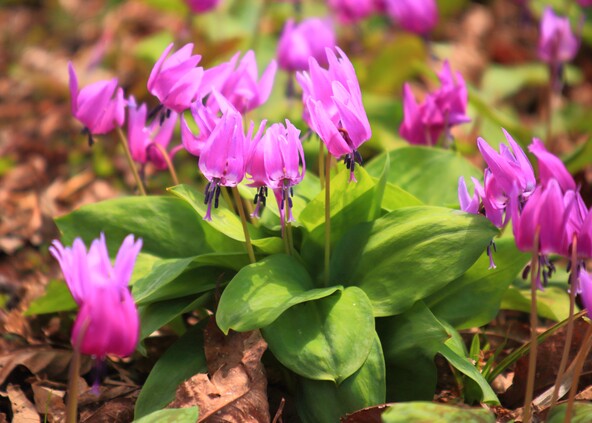 特産の栗園に咲くカタクリの花