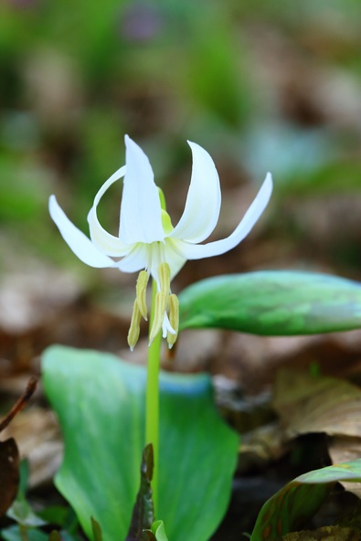 貴重な純白のカタクリの花
