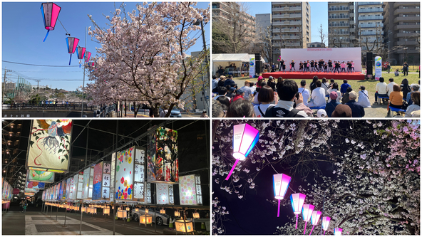 日中の催しから夜のライトアップまで、1日中桜を満喫できます