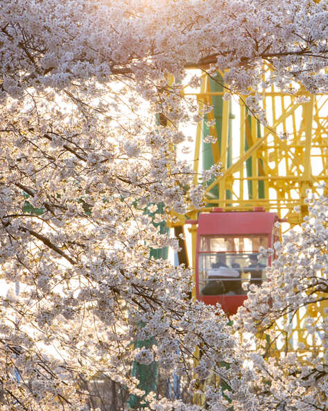 花まつりの期間中には、遊園地内で観覧車などと花々がコラボする景色が見られます