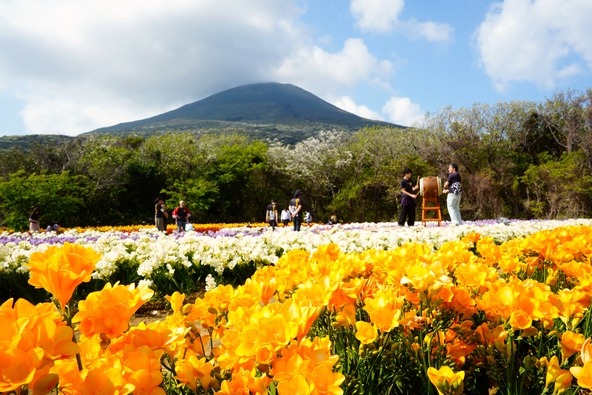 メイン会場となる「八形山フリージア畑」