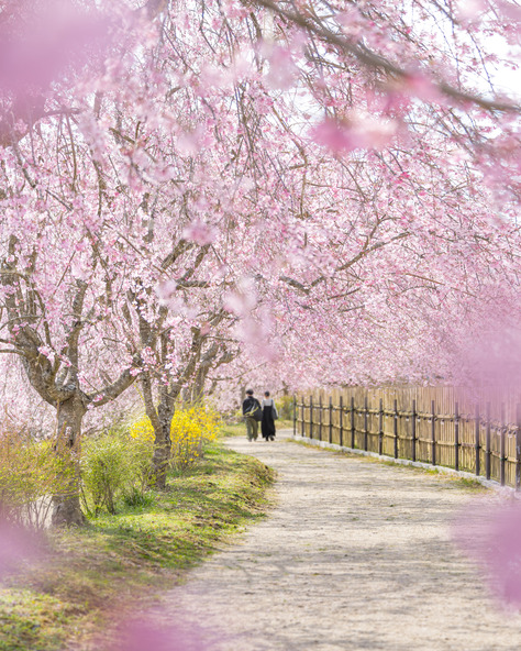 130メートルつづく桜並木の道は人気の撮影スポットです（写真は2025年の様子）