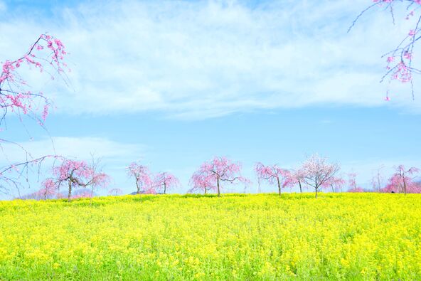 桜のピンク、菜の花の黄色、空の青。３つの春色が広がるエリア（写真は過去の様子）
