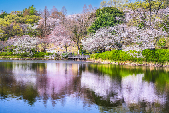 桜が満開時の「県立三ツ池公園」(画像提供：Naokita / PIXTA)