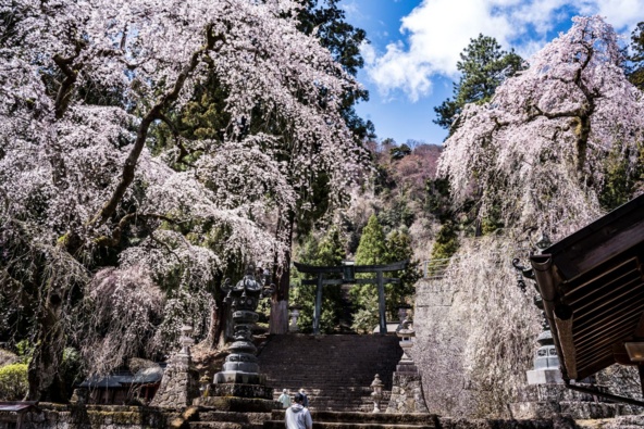 迫力ある大きな枝垂れ桜に感動（画像提供：富岡市）