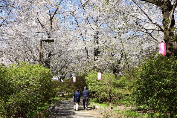 桜が咲く散策路（画像提供：jooko3 / PIXTA）