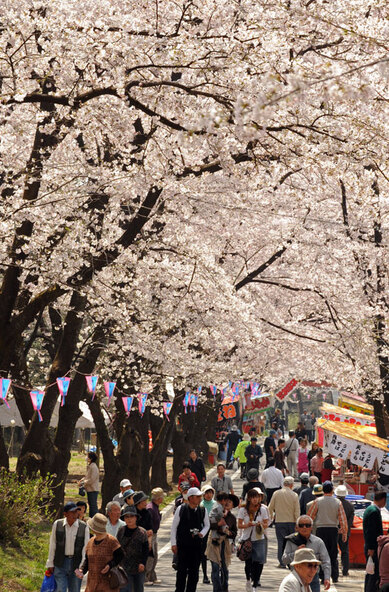 「赤城南面千本桜まつり」の様子（画像提供：観光ぐんま写真館 https://gunma-kanko.jp/）