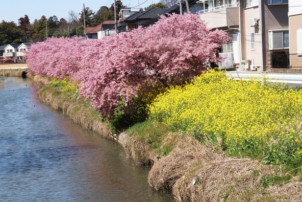 画像提供：久喜市観光協会