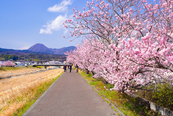のどかな河川敷を覆う甘い香りを楽しめます