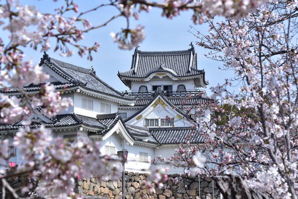 春の「岸和田城」では、ソメイヨシノをはじめとする約170本の桜が咲き誇ります