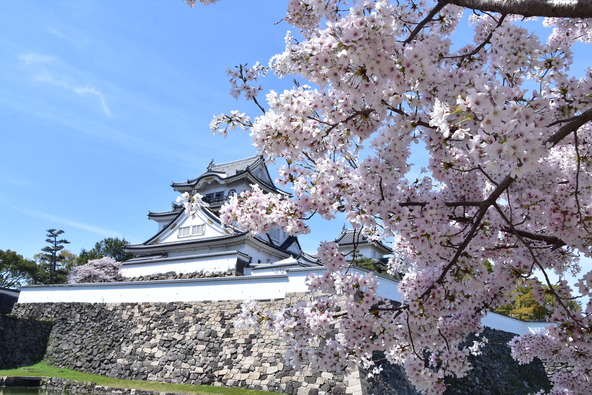 例年3月下旬から4月上旬頃までが岸和田城の桜の見頃です