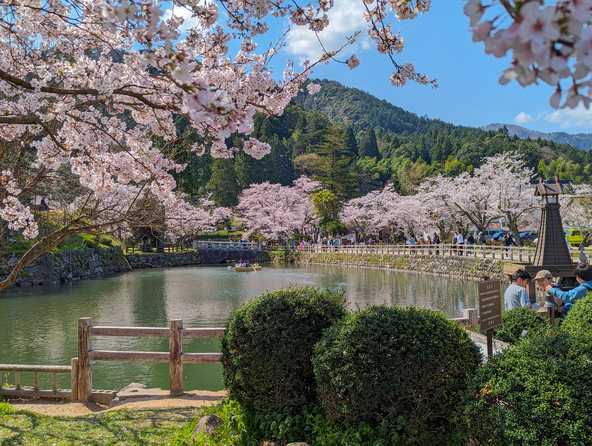 公園内および外堀周辺には約500本のソメイヨシノが咲き誇ります