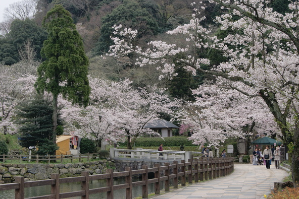 鹿野ならではの風情ある春の絶景を楽しみましょう