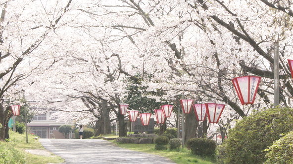 複数の臨時駐車場が設けられるので、車での来場もスムーズ！