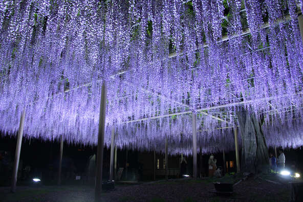 壮大なスケールのライトアップにママパパも感動！