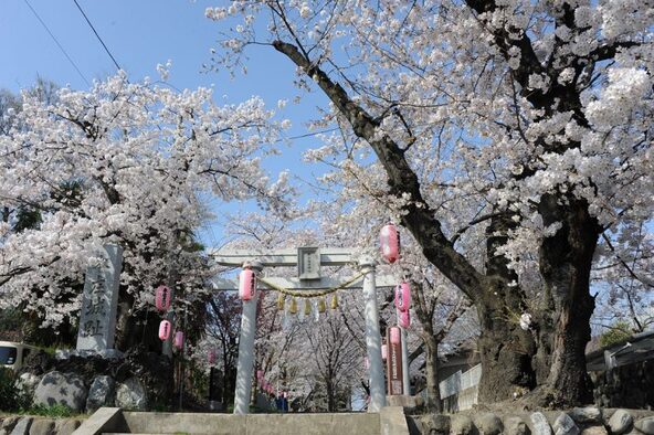 満開時の様子（画像提供：本庄市）