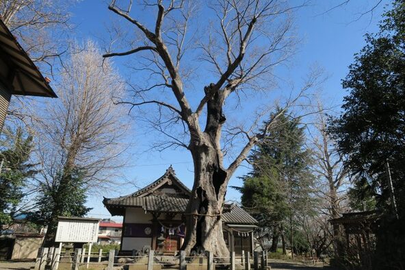 樹齢450年超えといわれる巨大なケヤキ（画像提供：本庄市）