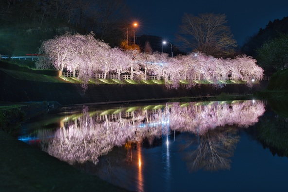 川面に映る夜桜にうっとり（画像提供：茂木町）