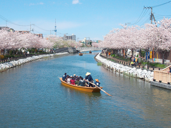 江戸情緒の和船運航と約3kmの桜並木を楽しもう