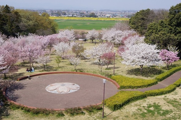 約30種類・200本の桜が咲き誇る公園でお花見♪