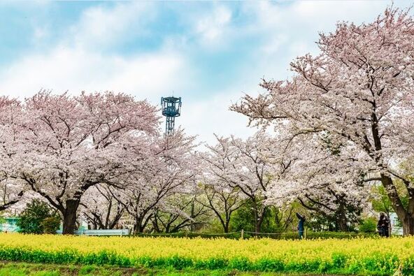 桜と菜の花が織りなす光景は必見！