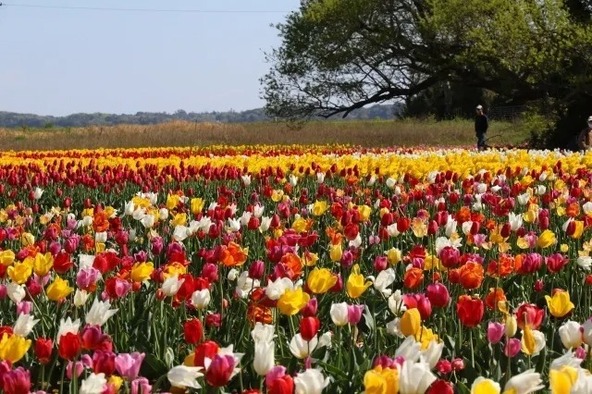 春の「和田公園」