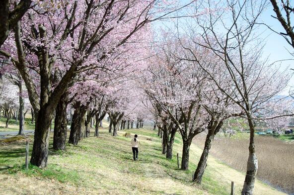 雪国の春を存分に体感できるスポット（提供：信州いいやま観光局）