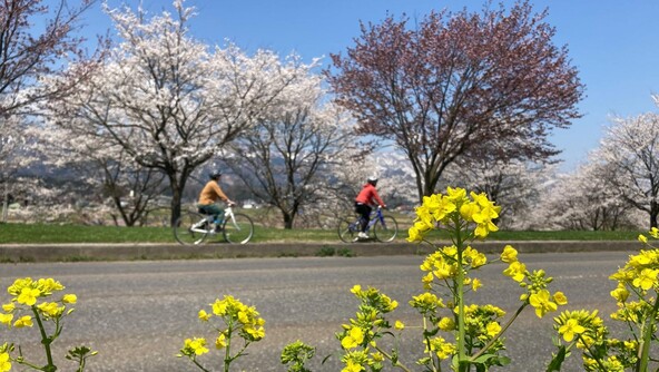 菜の花と桜の共演が見られることも（提供：信州いいやま観光局）