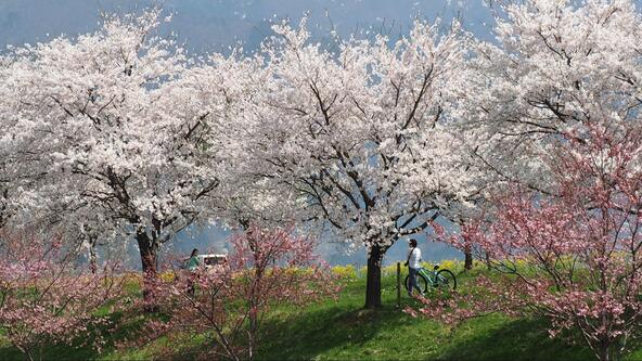自転車を停めて桜を愛でる人の姿も（提供：信州いいやま観光局）