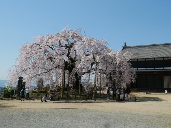 胸高周囲約4m、樹高約12mの立派な古木（提供：飯田市）