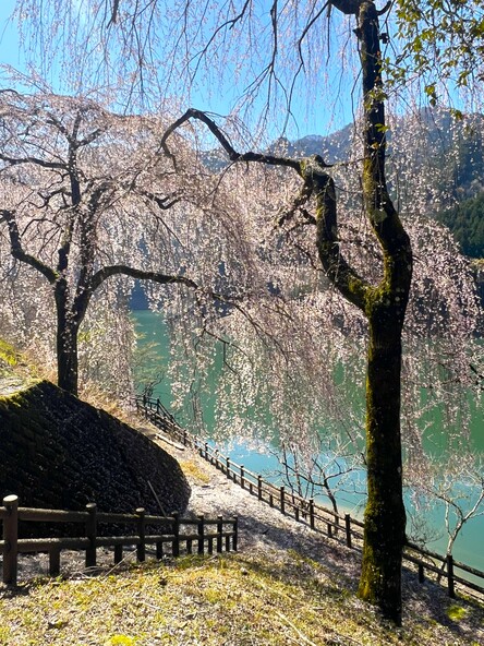 画像提供：豊根村観光協会