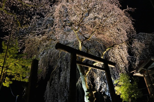 画像提供：豊根村観光協会