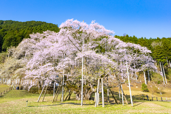 日本三大桜のひとつに数えられています（画像提供：genki / PIXTA）