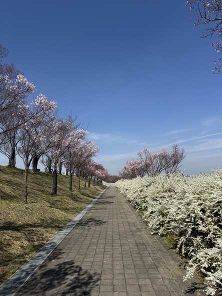 2026年3月24日の様子（狭山池博物館前）