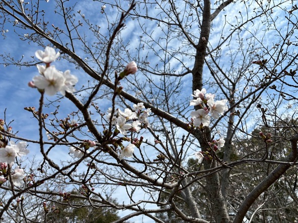  2026年3月24日の様子