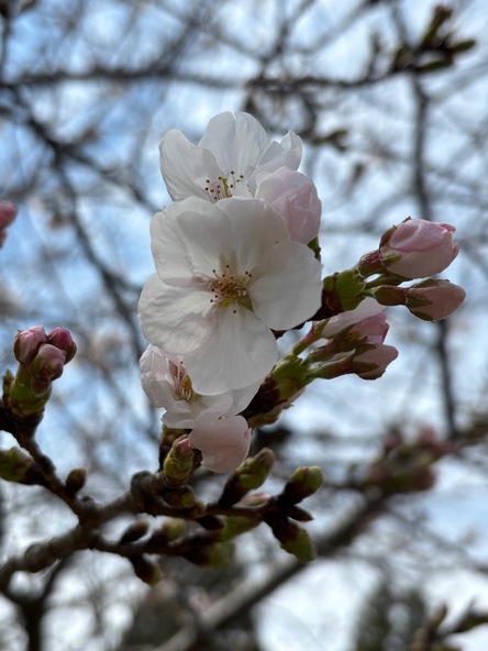  2026年3月24日の様子